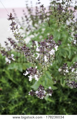Fresh leaves contain essential oils such as methyl chavicol and linalool etc. expel flatulence used as a food flavoring food inflation. Some cosmetic fragrances When immersed in water the seeds will swell the mucous as a laxative due to the increase of fo