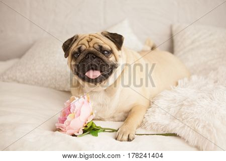 funny pug dog lay on the bed with peony flower. Pastel colors