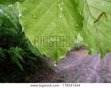 water drop on beech leaves , green background,