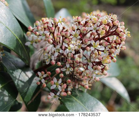 The pretty white flowers of of Skimmia japonica also known as Japanese skimmia, a spring flowering evergreen shrub.