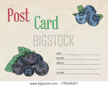 black currant berry and blueberry craft paper vector postcard