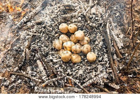 Begin Cooking Potatoes In The Fire. Potatoes Thrown In Ashes.