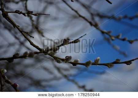 Spring came and the buds a verba  blossomed