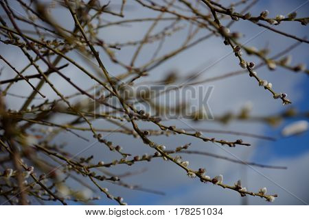 Spring came and the buds a verba  blossomed