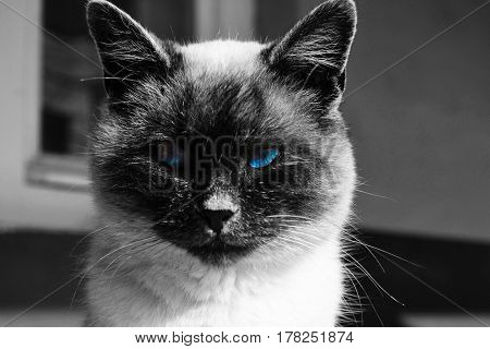 Black and white cat with blue eyes