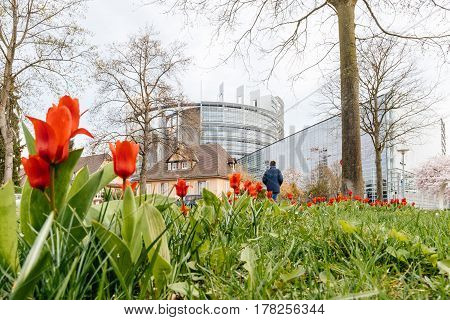 Low angle view of unrecognizable man walking toward European Parliament seen through red spring tulips. The European Parliament (EP) is the directly elected parliamentary institution of the European Union (EU)