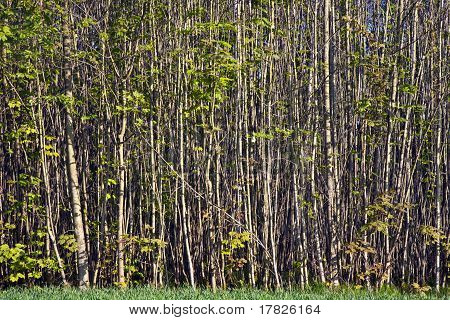 strukturierte Wald mit kleinen Bäumen