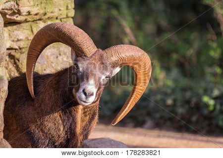 Beautiful mouflon male peaking from behind a rock formation.