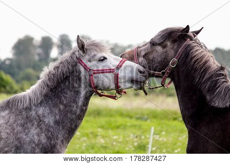 Two Cute Ponys Playfully Fighting Each Other