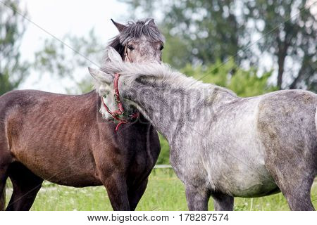 Two Cute Ponys Playfully Fighting Each Other