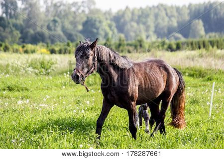 Portrait Of Gray Pony In The Pasture