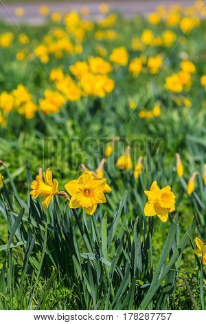 pretty spring flowers growing in the sunshine