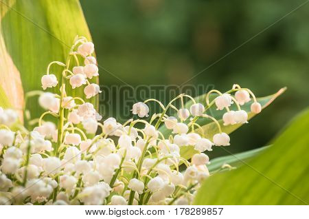 Flower lily of the valley growing in forest in spring closeup natural background