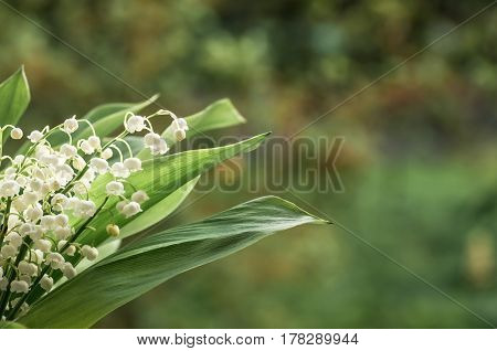 Flower lily of the valley growing in forest in spring closeup natural background