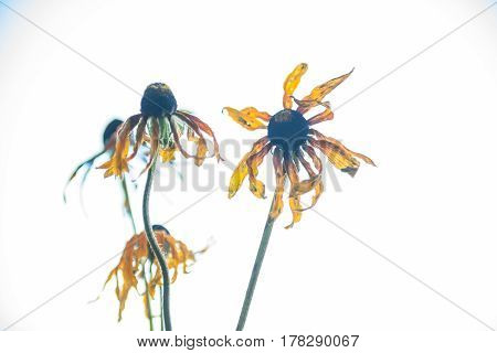 Withered flowers of yellow echinacea on the white background.