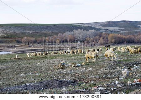 Sheep, sheep in sheep, grazing sheep, spring arrivals and sheep, pictures of lovely sheep, wool and sheep,