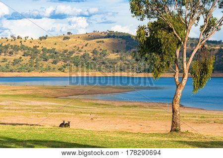 Two Kangaroos Grazing On Green Grass Near The Lake
