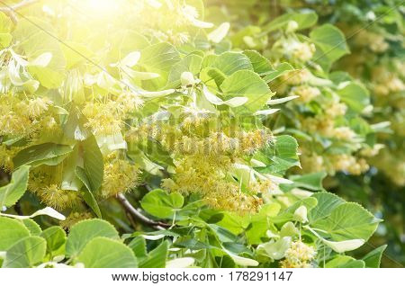 flowers blossoming tree linden wood used for the preparation of healing tea natural background spring