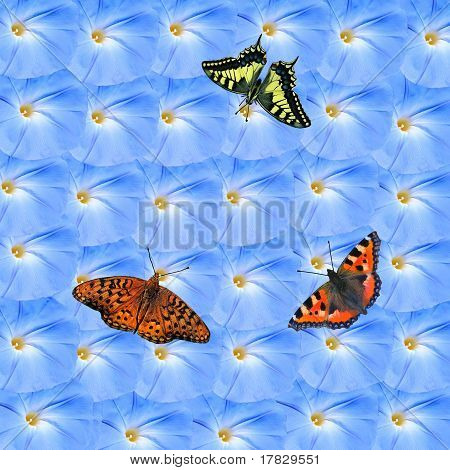 (Telaffuz) Ipomoea ve Kelebekler