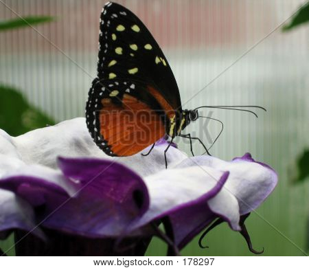 Papillon et grande fleur pourpre