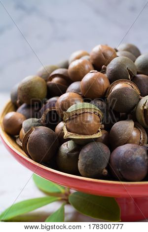 Macadamia nuts harvest close up with leaves