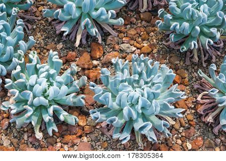 Closeup To Mexican Hens And Chicks/ Echeveria Runyonii / Topsy Turvy/ Crassulaceae, Succulent And Ar
