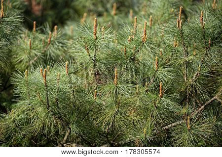 Siberian dwarf pine (Pinus pumila) with young shoots in spring