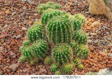 Closeup To Echinopsis Calochlora Cactus, Succulent And Arid Plant