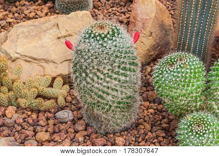 Closeup To Mammillaria Prolifera Hybrids Cactus/ Cactaceae, Succulent And Arid Plant