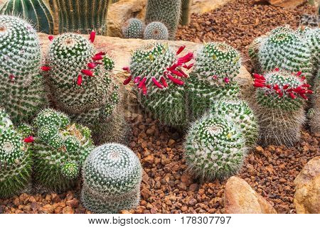 Closeup To Group Of Mammillaria Prolifera Hybrids Cactus/ Cactaceae, Succulent And Arid Plant
