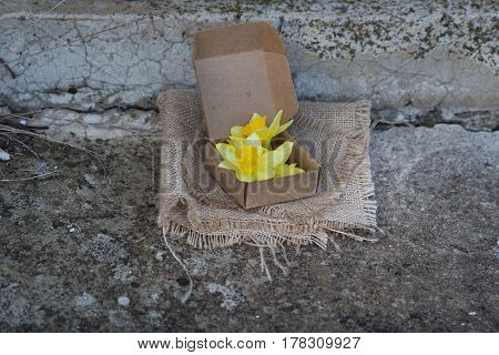 bright yellow spring daffodils in a paper box outdoors in a rustic still life