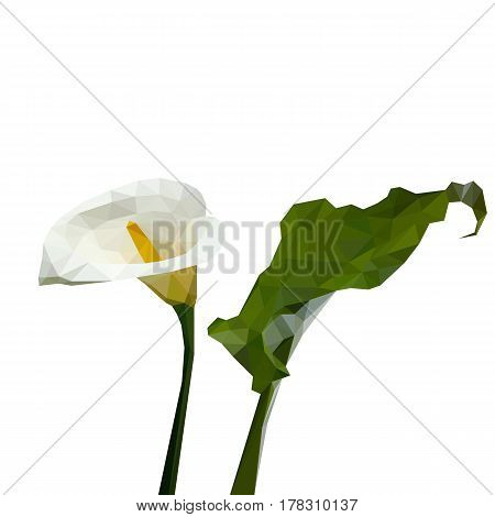 Isolated flower of white calla with green leaf composed of triangles on white background.
