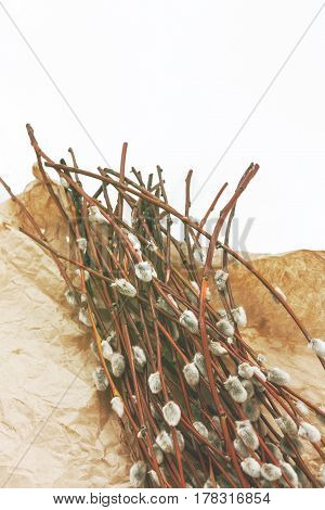 A bouquet of willow seals lies on old kraft paper in retro style.