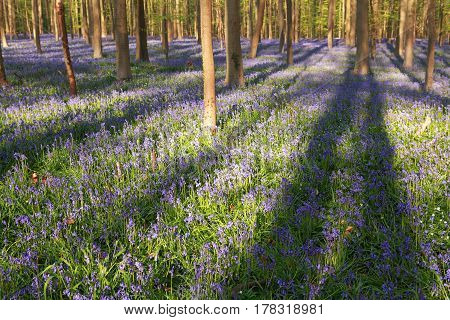 sunny purple flowering beech forest in spring