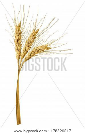 three spikelets of wheat isolated on white background. Clipping path