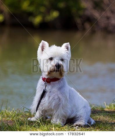 Perro pequeño
