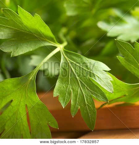 Persil plat-leaved