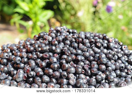 Blueberry commonly called bilberry whortleberry huckleberry or European blueberry.