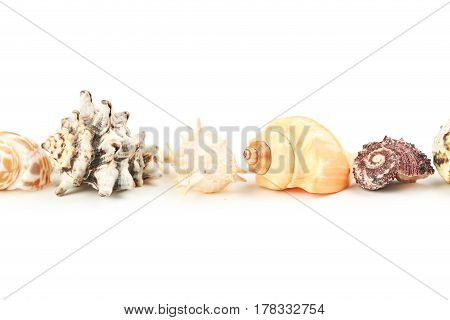 Sea shells on the white background, close up