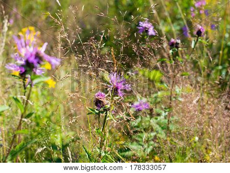 Knapweed (cornflower) flowers (Centaurea jacea) in the grass in a summer field.