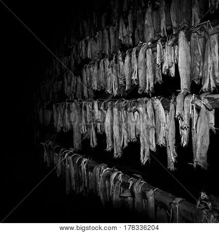 Drying stockfis at the Lofoten, Norway. dried by cold air and wind on wooden racks on the foreshore