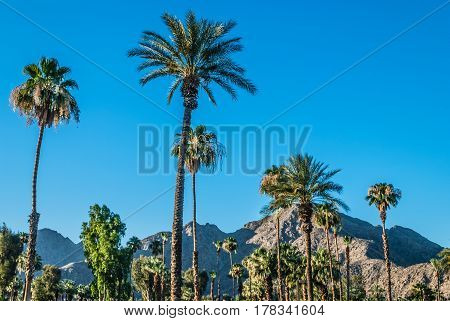 A Palm Springs landscape with Palm trees and the San Jacinto Mountain range.