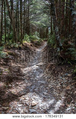 Rocky Trail Passes Through Forest in early spring