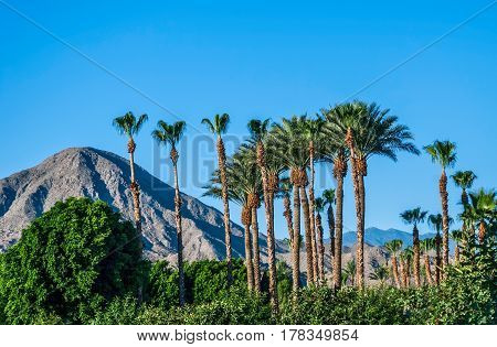 A perfect blue sky palm trees and the San Jacinto Mountains of Palm Springs California.