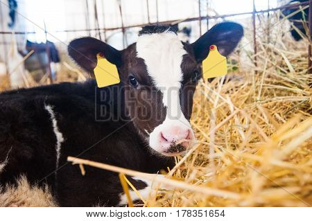 Calf In The Cowshed