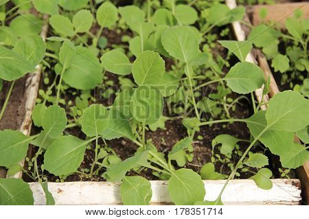 Spring early cabbage seedlings grown from seed in boxes. Russia.