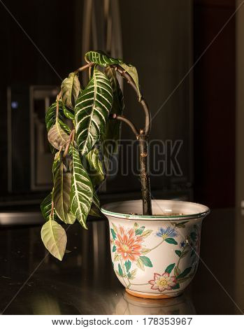 Drooping house plant in kitchen showing lack of care and watering as illustration of shame, melancholy or depression