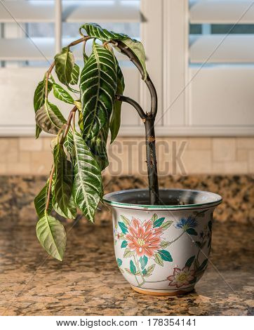 Drooping house plant in kitchen showing lack of care and watering as illustration of shame, melancholy or depression