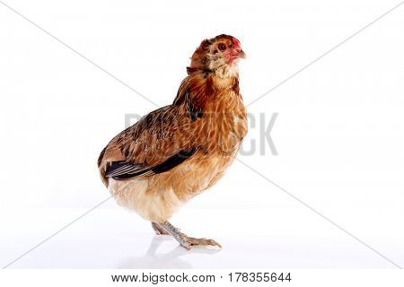 Araucana hen of blue easter eggs native of Chile on white background