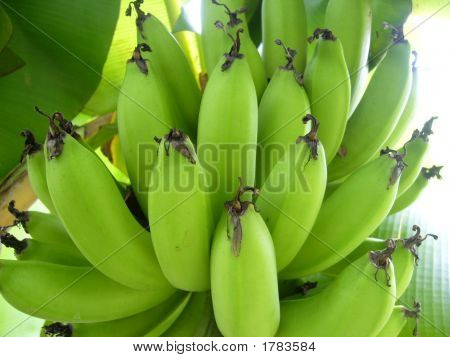 A bunch of green bananas